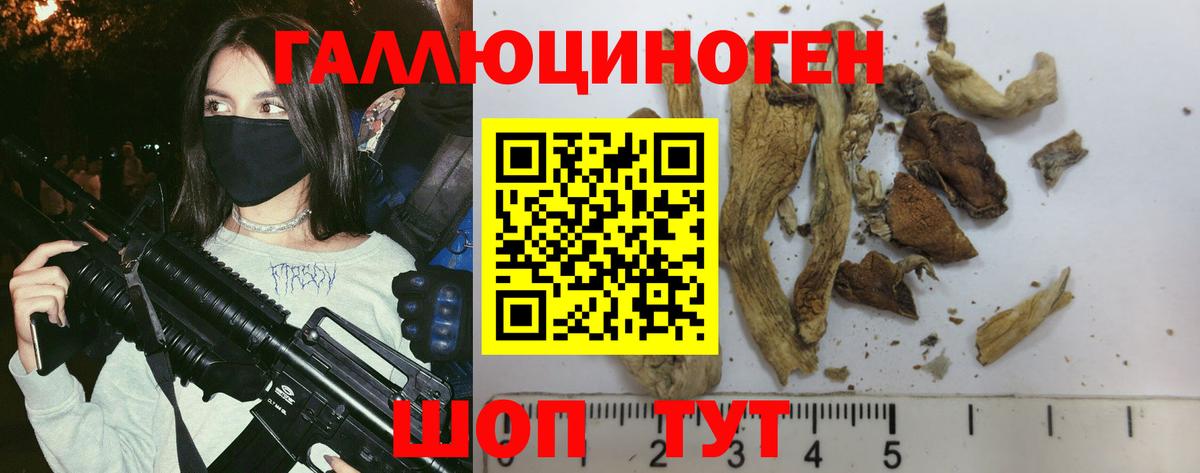 Псилоцибиновые грибы Psilocybine cubensis Славгород